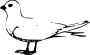 Tern