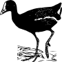 Gallinule
