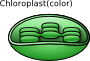 Хлоропласт