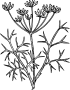 Фенхель